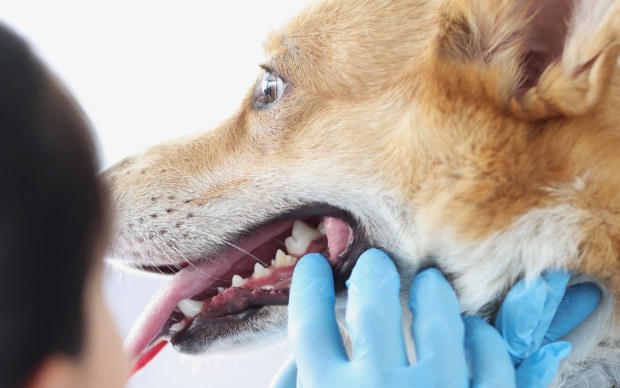 dentisterie