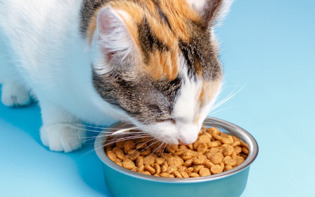 nutrition