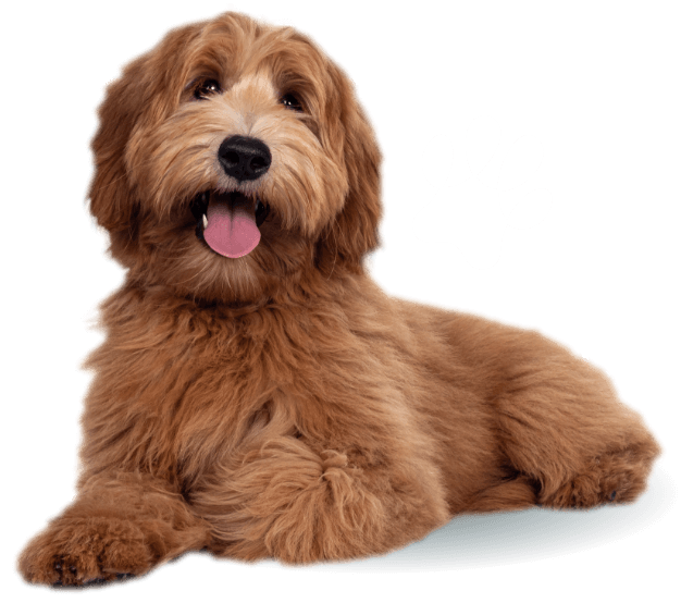 photo chien