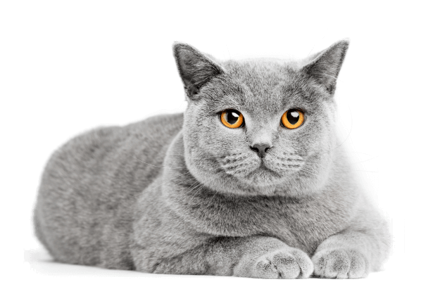 chat