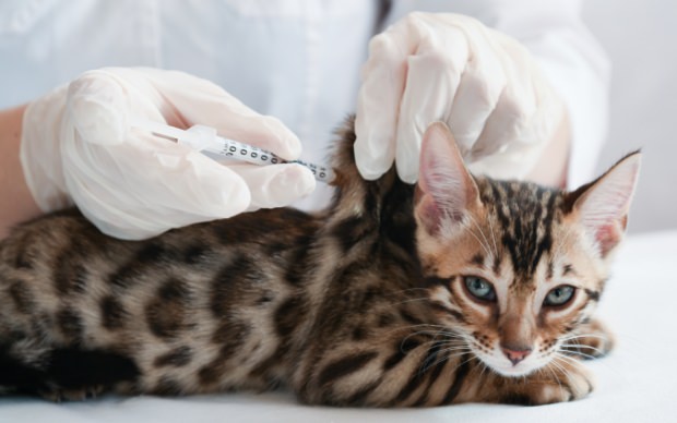 vaccination