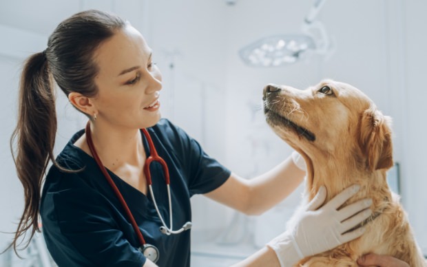 veterinaire